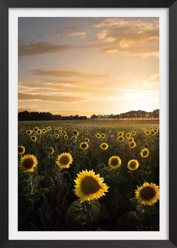 Tournesol au soleil - affiche fleurs