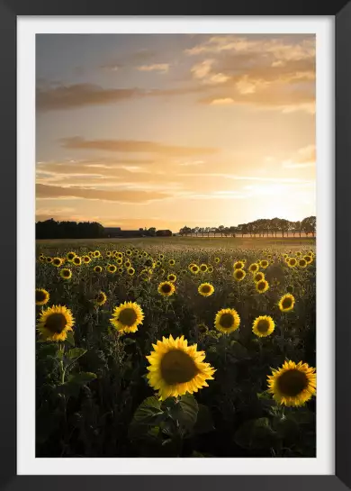 Tournesol au soleil - affiche fleurs