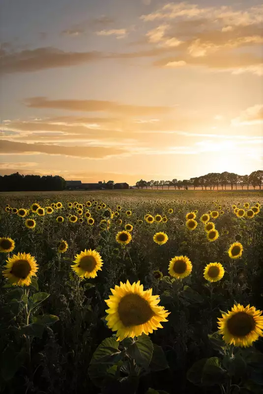 Tournesol au soleil - affiche fleurs