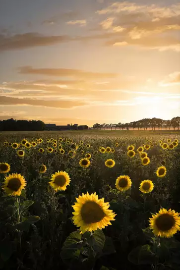 Tournesol au soleil - affiche fleurs