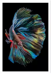 Betta Fish - affiche poisson