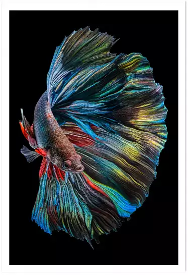 Betta Fish - affiche poisson