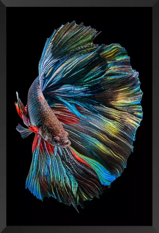 Betta Fish - affiche poisson