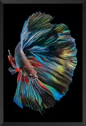 Betta Fish - affiche poisson