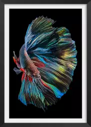 Betta Fish - affiche poisson