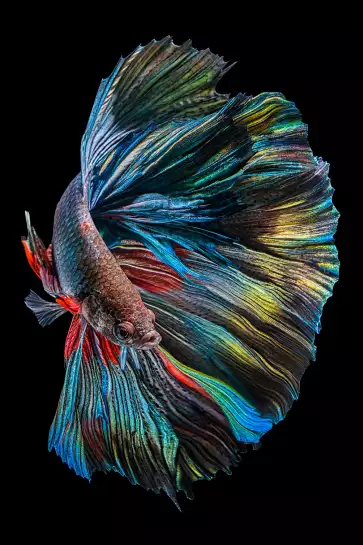 Betta Fish - affiche poisson