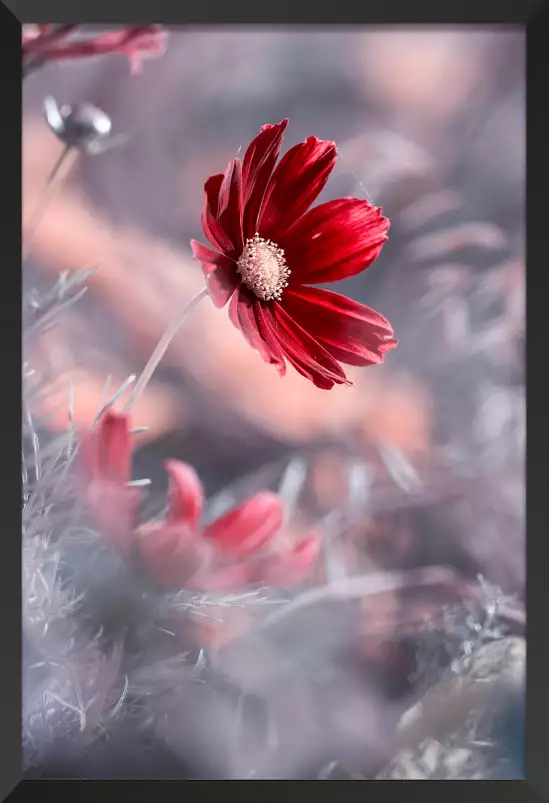 Carmen - affiche fleurs