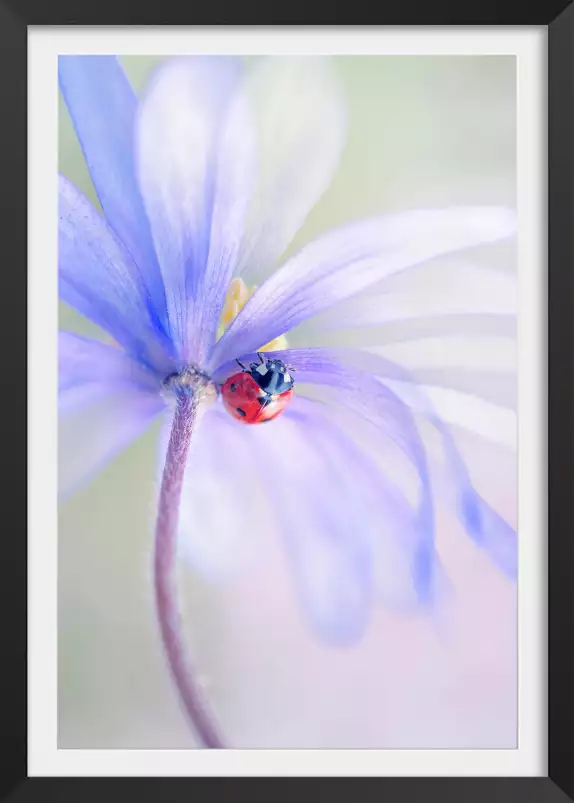 Spring Lady - affiche fleurs