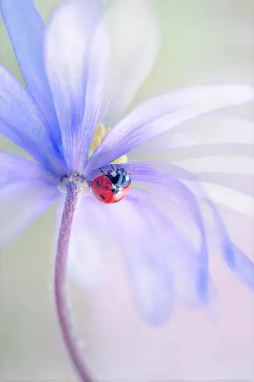 Spring Lady - affiche fleurs