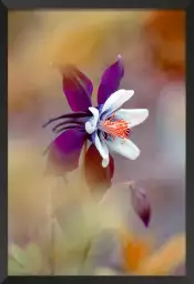 Columbine - affiche fleurs