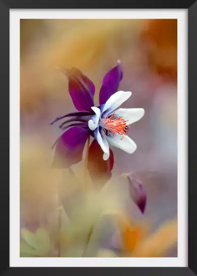 Columbine - affiche fleurs