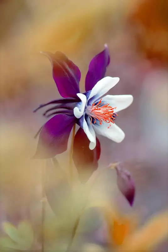 Columbine - affiche fleurs