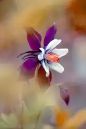 Columbine - affiche fleurs