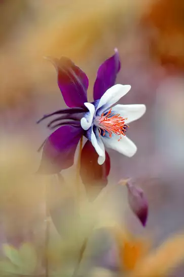 Columbine - affiche fleurs