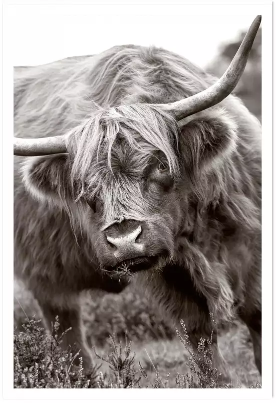 Bull - affiche animaux