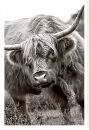 Bull - affiche animaux