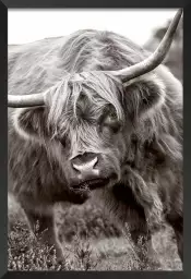 Bull - affiche animaux