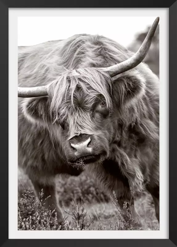 Bull - affiche animaux