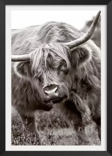 Bull - affiche animaux