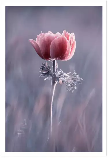 Pink So What - affiche fleurs