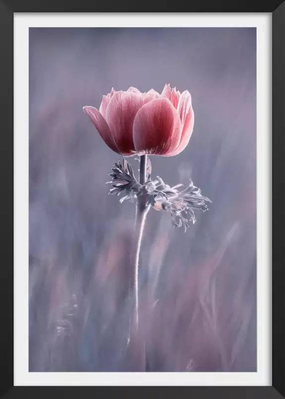 Pink So What - affiche fleurs