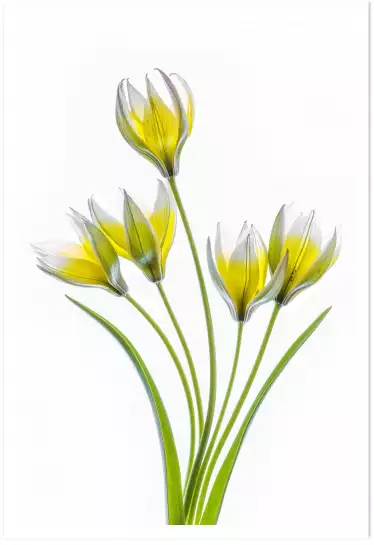 Tulipa - affiche fleurs