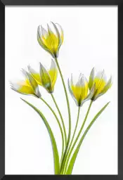 Tulipa - affiche fleurs