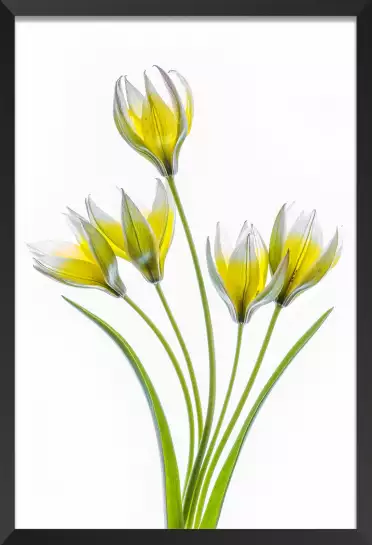 Tulipa - affiche fleurs