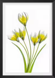 Tulipa - affiche fleurs