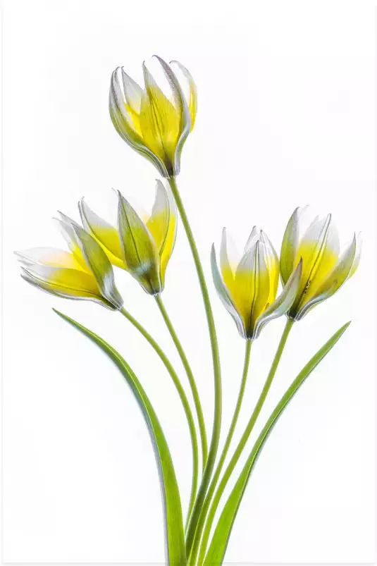 Tulipa - affiche fleurs