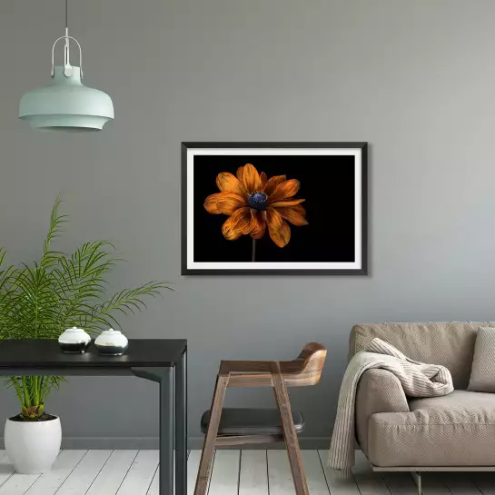 Rudbeckia - poster fleurs