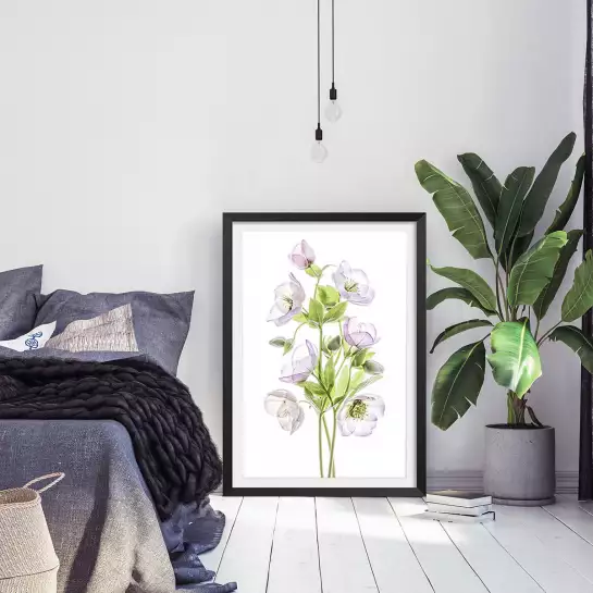 Hellebore - affiche fleurs