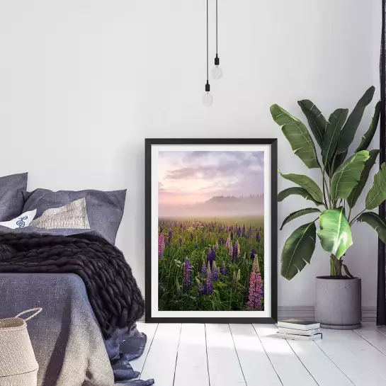 Lupins au matin - paysage campagne