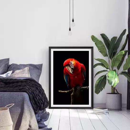 Scarlet Macaw - affiche perroquet