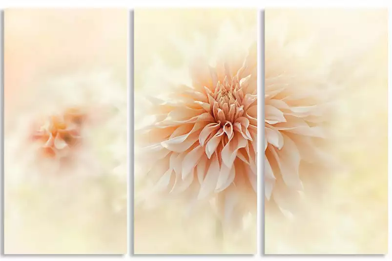 Dahlia au lait - affiche de fleurs