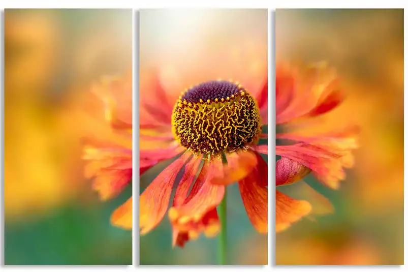 Helenium - poster fleurs