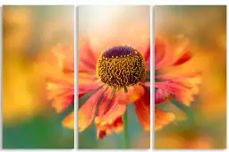 Helenium - poster fleurs