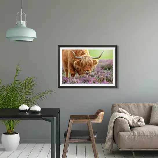 Highland à Heather - affiche animaux