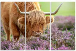 Highland à Heather - affiche animaux