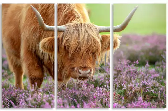 Highland à Heather - affiche animaux