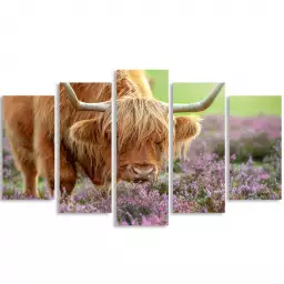 Highland à Heather - affiche animaux