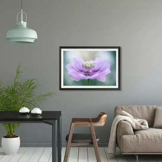 Papaver - affiche fleurs