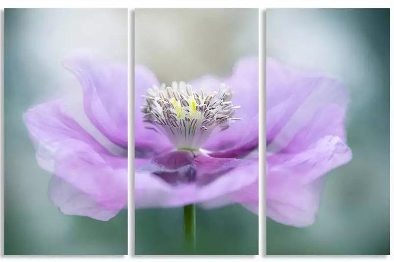 Papaver - affiche fleurs