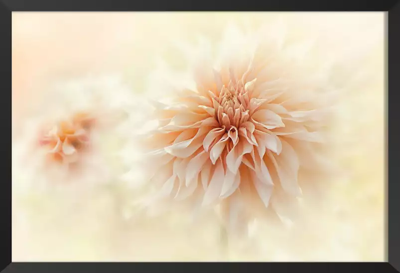 Dahlia au lait - affiche de fleurs