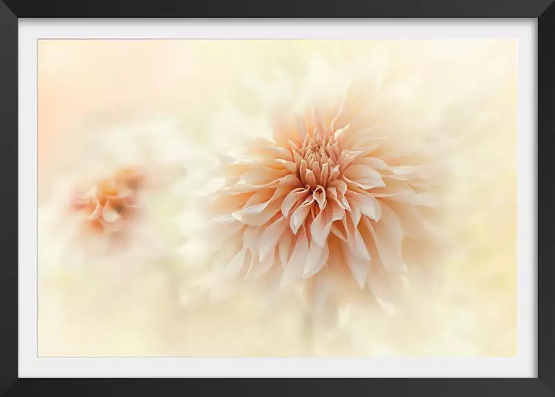 Dahlia au lait - affiche de fleurs