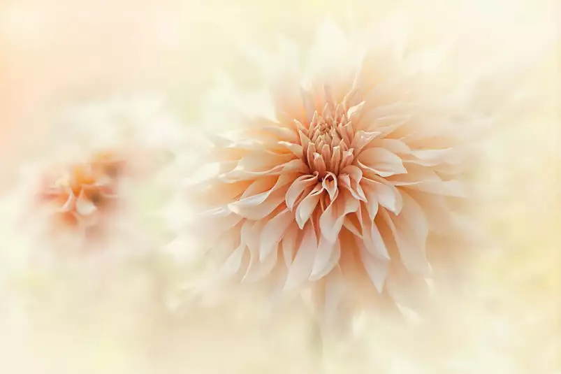 Dahlia au lait - affiche de fleurs