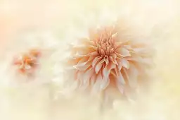 Dahlia au lait - affiche de fleurs