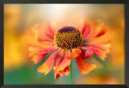 Helenium - poster fleurs