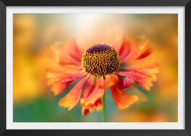 Helenium - poster fleurs