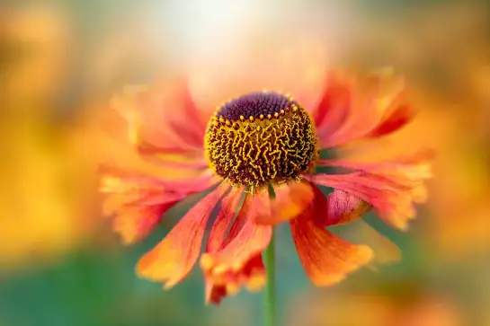 Helenium - poster fleurs